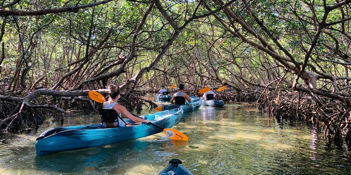 Kayaking through mangroves