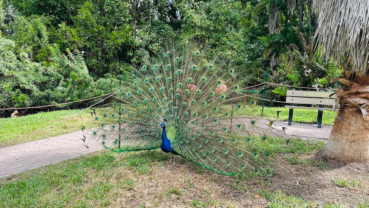 Sarasota Jungle Gardens - photo 2