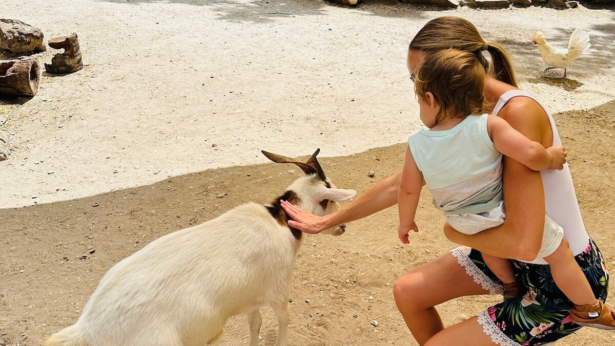 Sarasota Jungle Gardens - photo 4