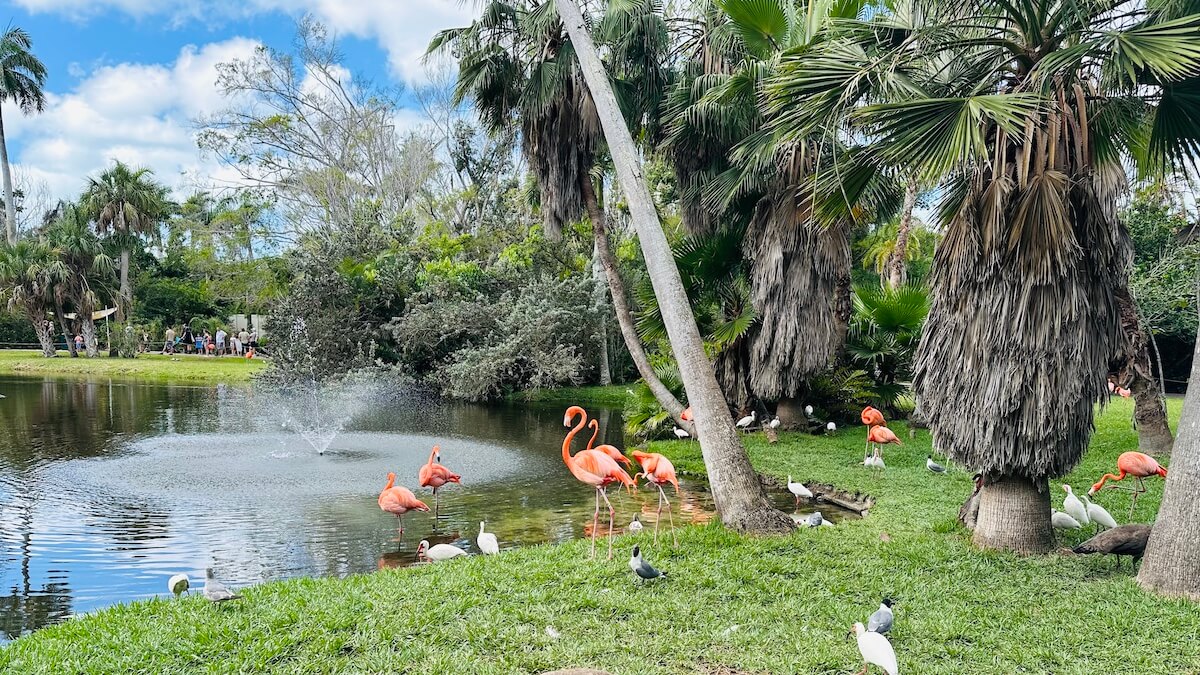 Sarasota Jungle Gardens - photo 1