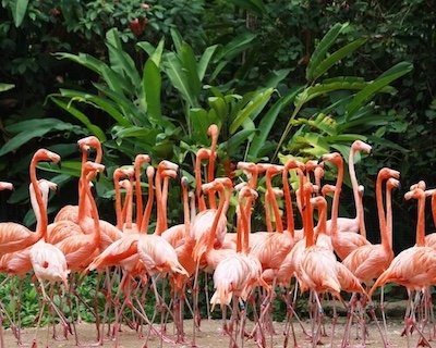 Sarasota Jungle Gardens